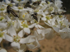 Commersonia densiflora