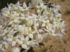 Commersonia densiflora