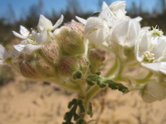 Commersonia densiflora