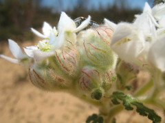 Commersonia densiflora