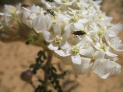 Commersonia densiflora