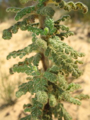 Commersonia densiflora