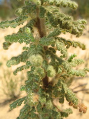 Commersonia densiflora
