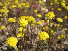 Calocephalus multiflorus