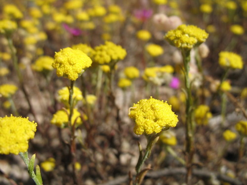 Yellow-top (Calocephalus multiflorus)