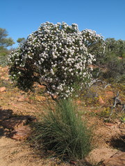 Darwinia diosmoides