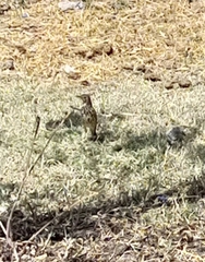 Turdus simensis