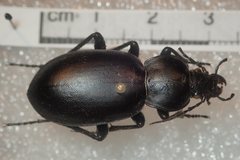 Carabus hemprichi sidonius