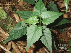 Senecio scandens incisus