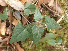Senecio scandens incisus