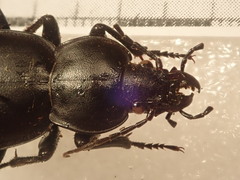 Carabus hemprichi sidonius