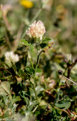 Trifolium pallescens
