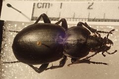 Carabus hemprichi sidonius