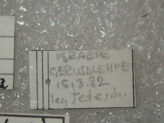 Carabus hemprichi sidonius