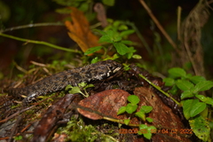 Potamites ecpleopus