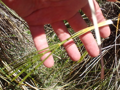 Aciphylla montana