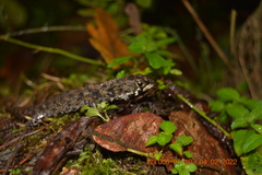 Potamites ecpleopus
