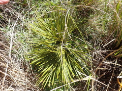 Aciphylla montana