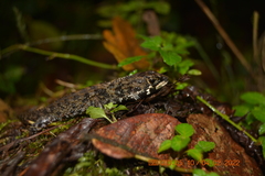 Potamites ecpleopus