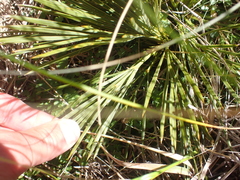 Aciphylla montana