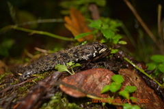 Potamites ecpleopus