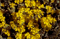 Helianthemum croceum