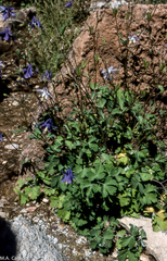 Aquilegia cazorlensis