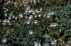 Erodium cazorlanum