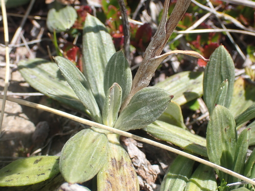 Image of Celmisia haastii by (c) Paul Bell-Butler, some rights reserved (CC BY)