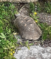 Testudo marginata
