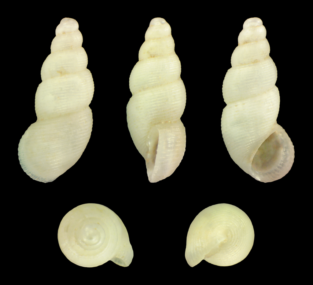 pointed cingula