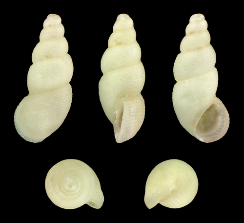 pointed cingula