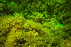 Meuschenia flavolineata