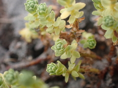 Kelleria paludosa