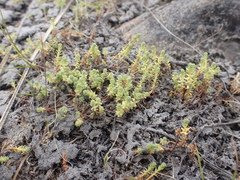 Kelleria paludosa