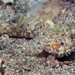 Threespine Frogfish - Photo (c) Glen Whisson, some rights reserved (CC BY-NC), uploaded by Glen Whisson