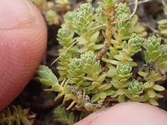 Kelleria paludosa