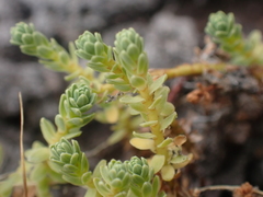 Kelleria paludosa