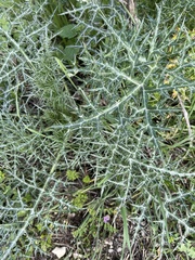 Echinops adenocaulos
