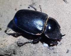 Haploscapanes barbarossa