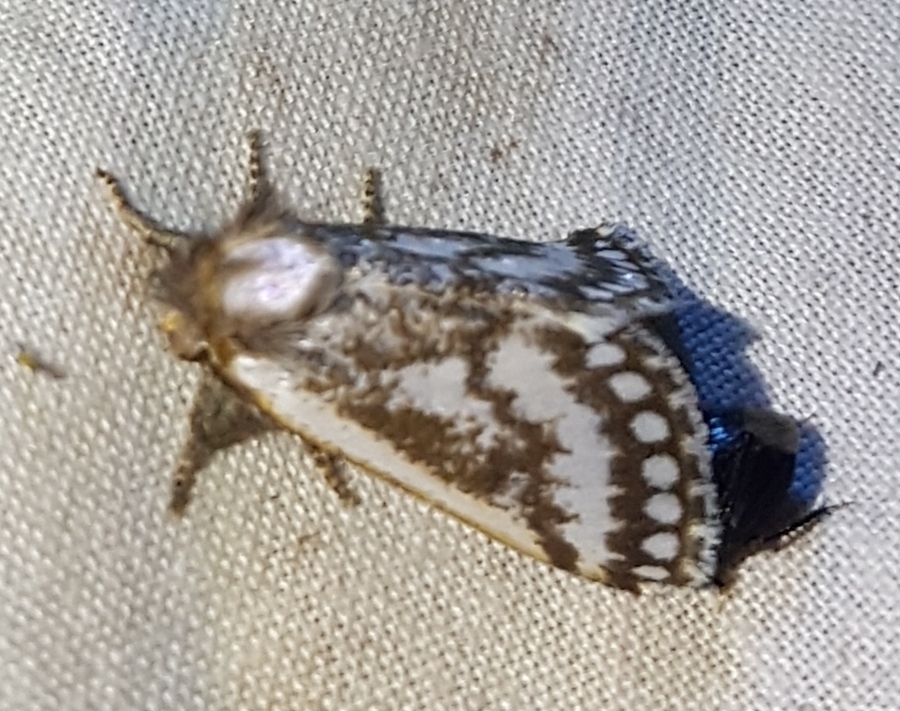 Epicoma dispar