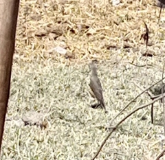 Turdus simensis