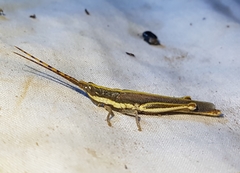 Erythropomala amaena