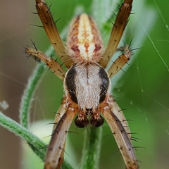 Neoscona theisi