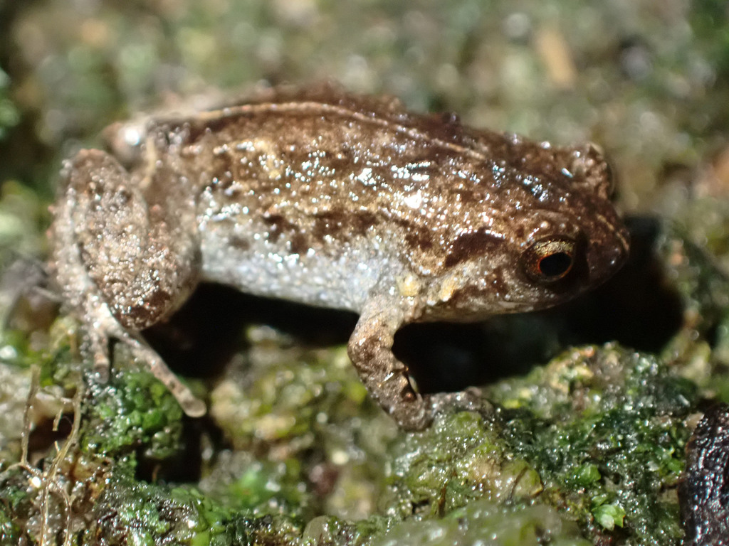 Hosmer's Frog