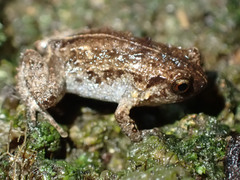 Cophixalus hosmeri