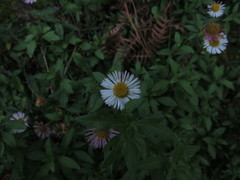Erigeron karvinskianus