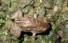Cophixalus hosmeri