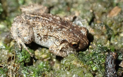 Cophixalus hosmeri