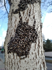 Oxycarenus lavaterae